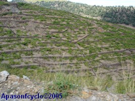vignes dans la pente