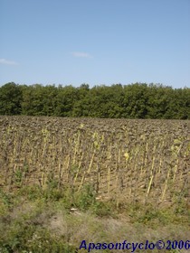 champ de tournesols