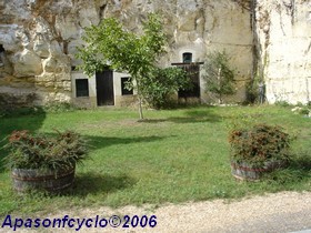 troglodytes