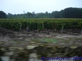 vignes