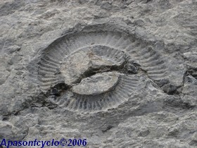 fossile dans la roche